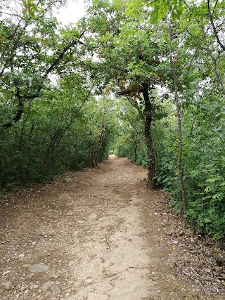 Bosco della Città di Rovereto