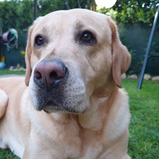 Ambulatorio Veterinario Kennedy, Dei Dr. Chiesi Fossati