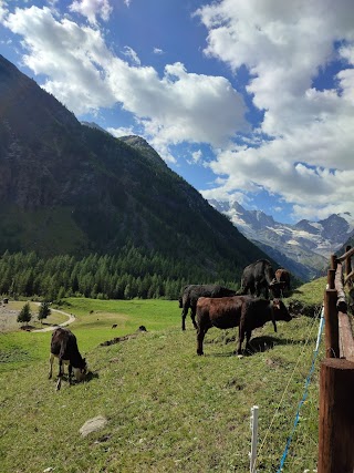 Campeggio Gran Paradiso