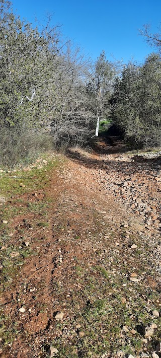 Bosco Patanella Alta Murgia