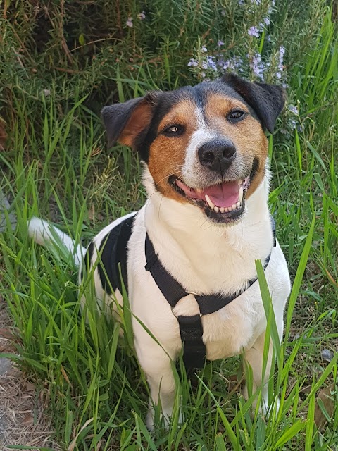 Ambulatorio Veterinario San Giacomo Di Rita Tioli