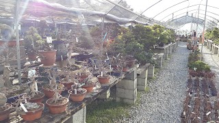 Barbazza Bonsai S.R.L.