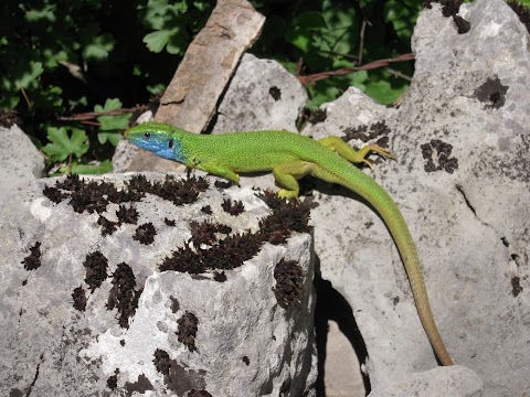 Curiosi di natura Soc. Coop.