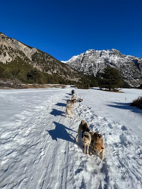 Cani da slitta La Tribù rando