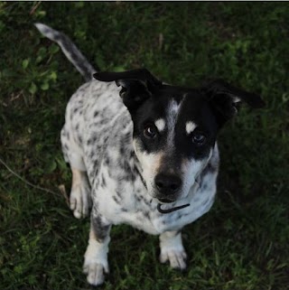 Ambulatorio Veterinario Dott. Patrizio Luisetto