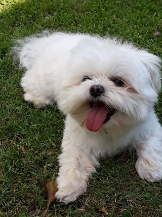 Allevamento cinofilo della Rosa Canina - pensione per cani - toelettatura per cani