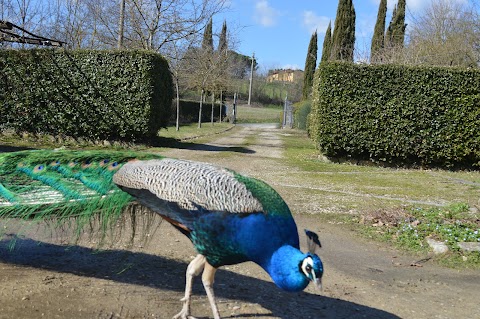 La Fattoria del Farneto