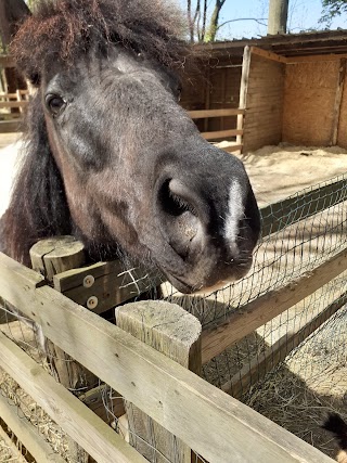 ASD Aisha pony western