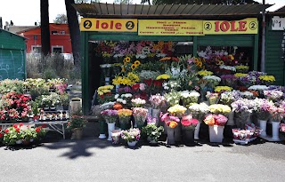 Fiori e Piante Roma- Bouquet e Composizione di Fiori e Piante Iole, Piera e Elda Roma