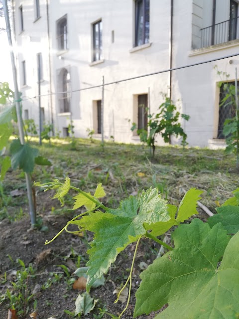 Università Dipartimento Di Agraria Viticoltura Ed Enologia