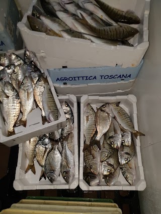 Pescheria Stella Marina