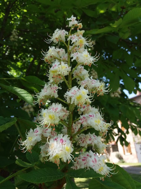 Il posto delle fragole