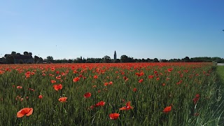 Resti del Circo Romano