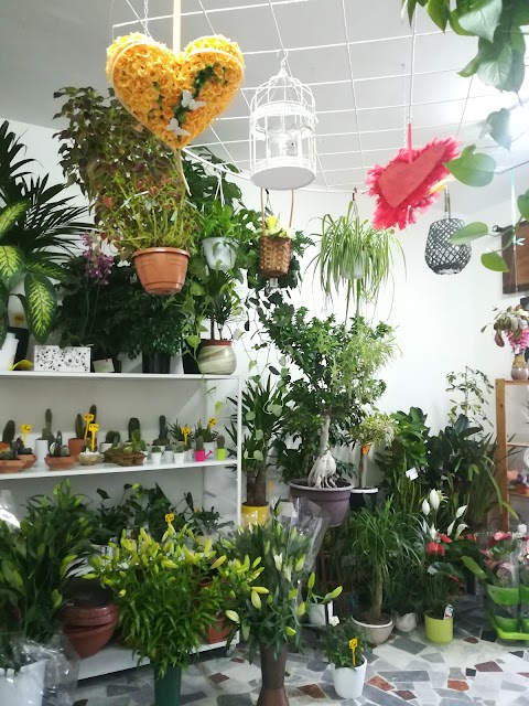 Flower Shop di Ciampi Assunta