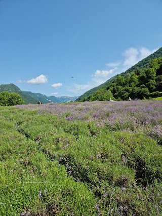 Campo lavanda a Sant'Andrea