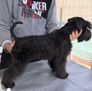 Allevamento Otello Schnauzer Nano