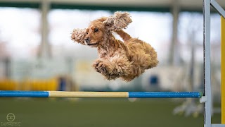 Chiara Dog Trainer - Educazione e addestramento cani - Genova