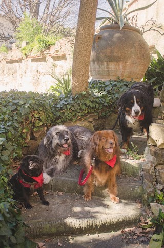 TuscanHound (Florence Pet Sitting)