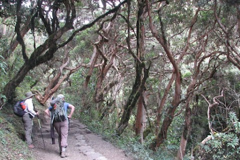 Bosco di Picciano