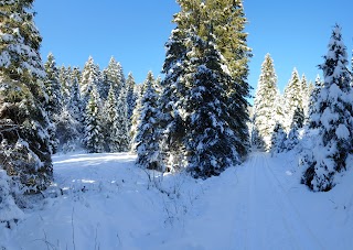 Foresta dei Folignani