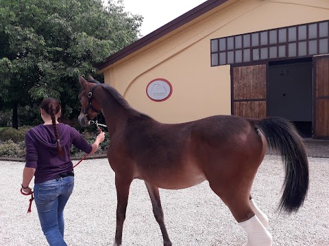 Clinica Equina Villafranca