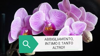 Orchidea SNC di Boccardi Lucia e Tesi Donatella