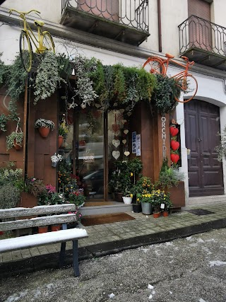 Orchidea piante e fiori di A. Paternostro