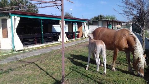 Fattoria Centro ippoterapia