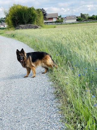 Ambulatorio Veterinario Leini