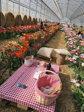 Azienda Agricola F.lli Scotti