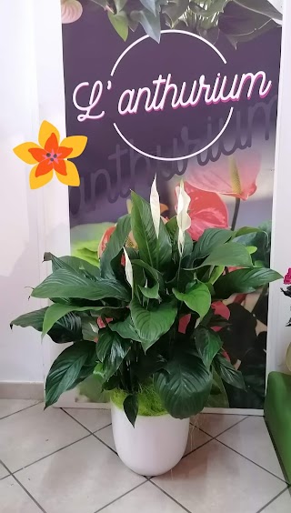 Piante e Fiori L' anthurium di Chiochia Rosaria