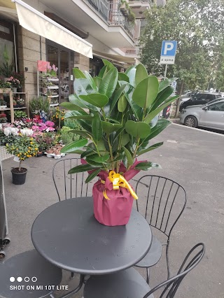 Piante & Fiori Da Mimmo