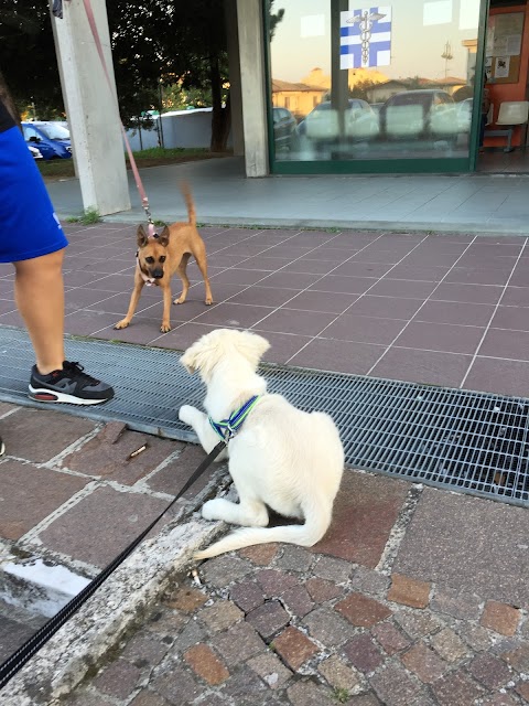 Ambulatorio Veterinario Dott. Gotter E Dott. Bortolami