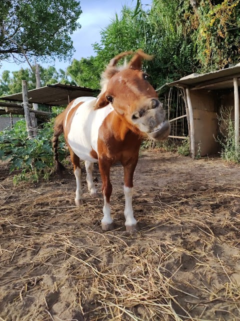 C.I.S.E. TEAM HORSES. Centro ippico