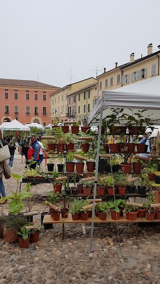 Piante E Animali Perduti