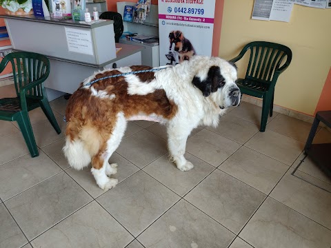 Ambulatorio Veterinario Qua La Zampa