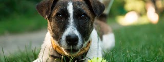 Pensione per cani e gatti Il Ciliegio