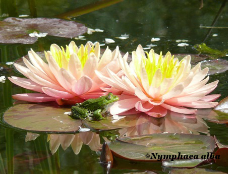 Azienda Agricola Nymphaea alba