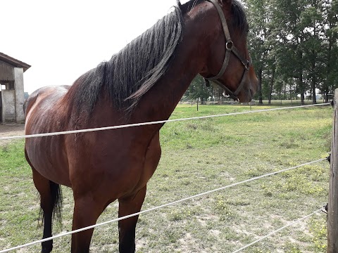 A.s.d. Martù, scuola di equitazione