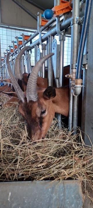 Loc. Rovina FATTORIA LA PULCINA