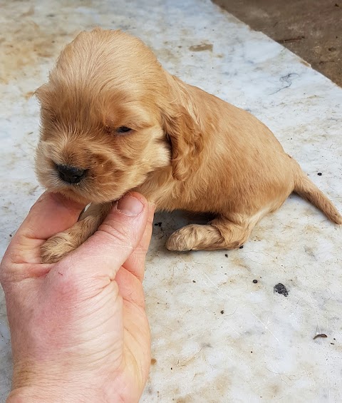 Cocker inglese allevamento di casa ANTONINO, bagheria toelettatura stripping, cani e gatti