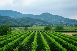 Cantina Colli Euganei - Vendita Vino in bottiglia e sfuso - Distillati, Olio e Miele