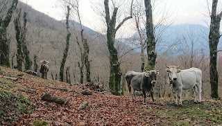 Monte Cocuzzi