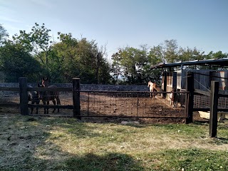 Agriturismo Al Selvadigo