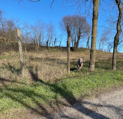 Trekking con alpaca e lama