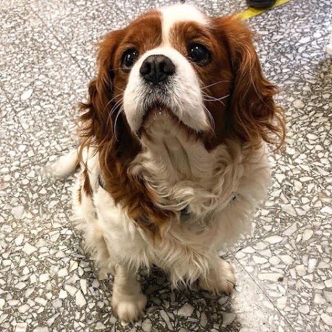 Ambulatorio Veterinario San Lorenzo