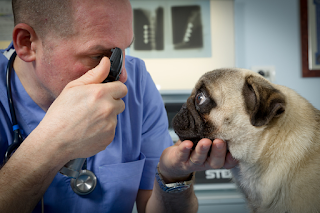 Clinica Veterinaria Foschi Perfetti