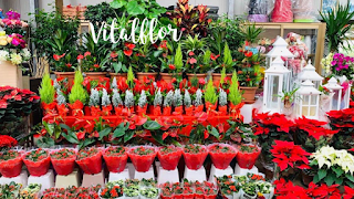 VitalFlor Vitale