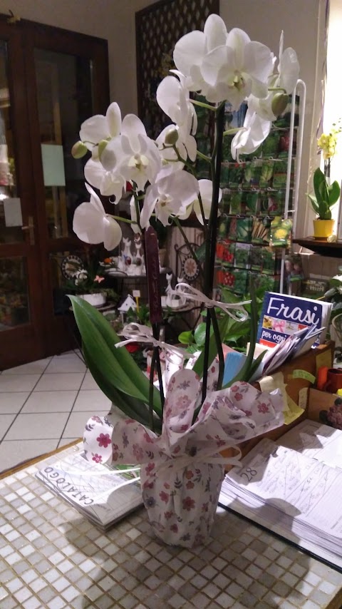 Flor Idea Di Preve Silvia