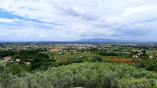 Olio di Oliva Toscana - Bardelli